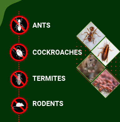 Pest Control Services In Surat