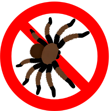 eco pest control spider